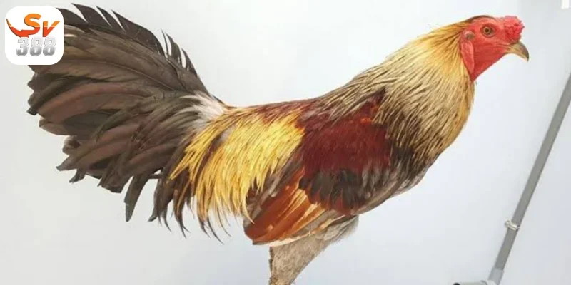 Sử dụng các loại hạt như ngô, lúa mì làm thực phẩm chính cho Đá Gà Shamo Sv388
