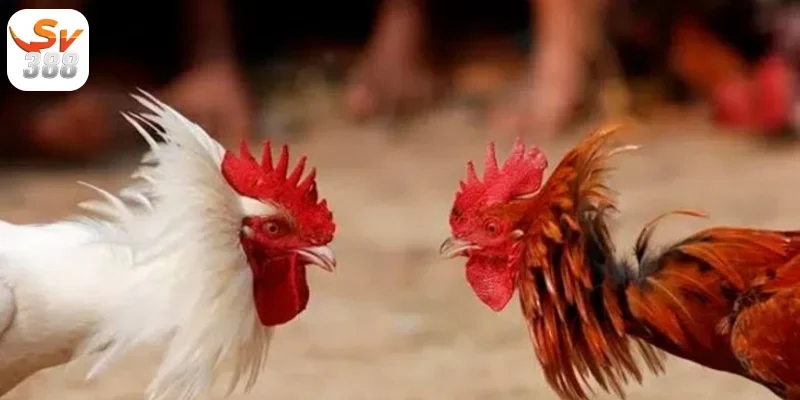 Cách phân định thắng thua Đá Gà Thomo Sv388