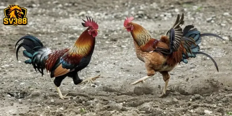 Bí quyết soi kèo gà đá SV388 phân tích lối đá đặc trưng