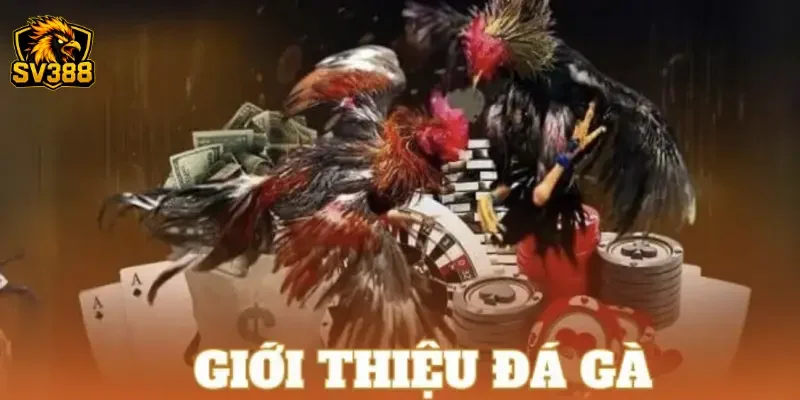 Tổng quan về hình thức cược gà đá uy tín SV388